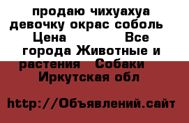 продаю чихуахуа девочку,окрас соболь › Цена ­ 25 000 - Все города Животные и растения » Собаки   . Иркутская обл.